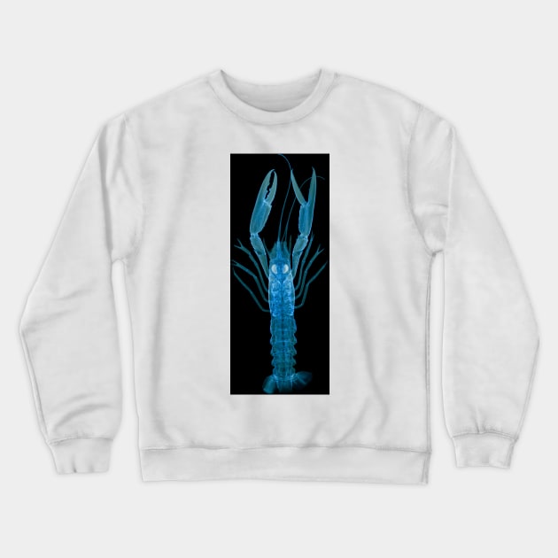 Langoustine, X-ray (Z220/0125) Crewneck Sweatshirt by SciencePhoto